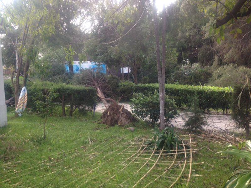 Fuertes vientos provocan caída de árboles en San Pablo del Monte