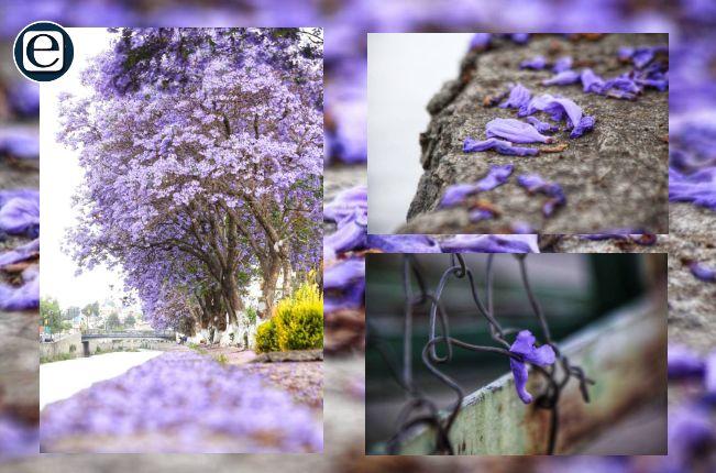 Iluminan las calles de Tlaxcala tapetes violetas de jacarandas