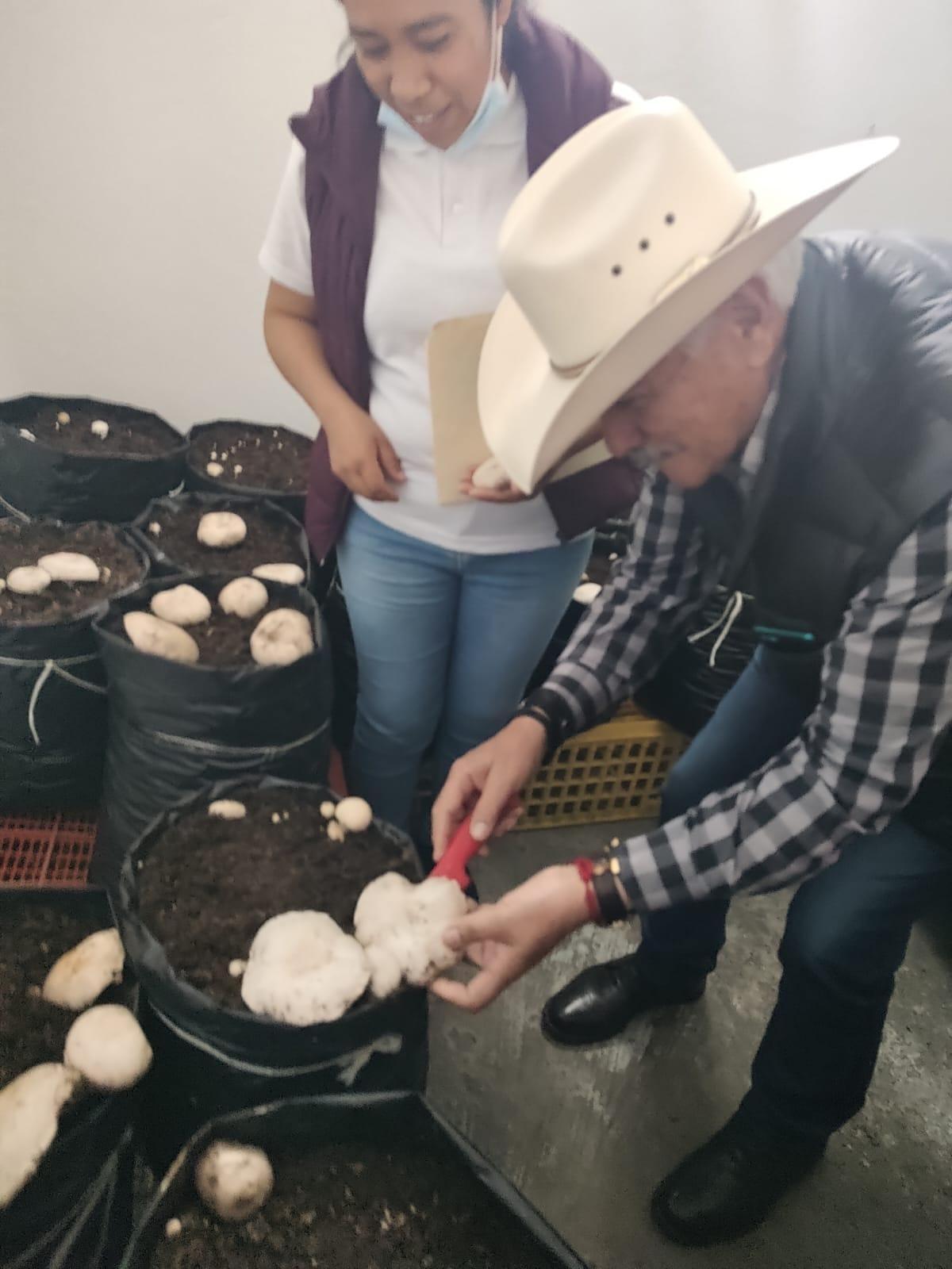 Realiza SIA capacitación para la producción de hongos comestibles