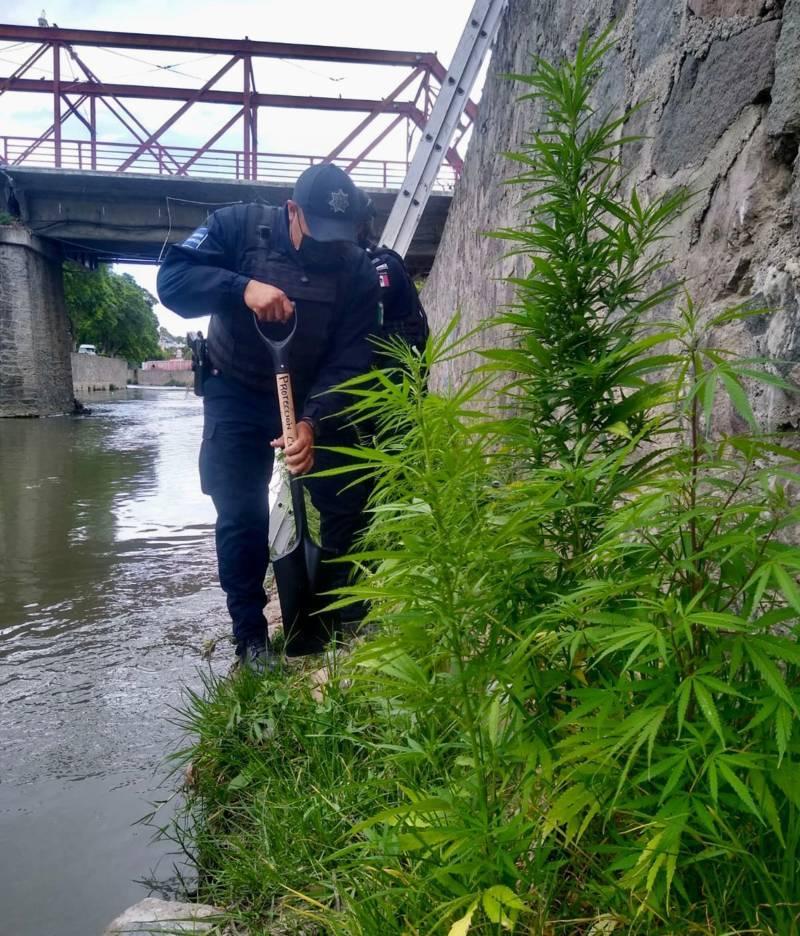 Asegura Policía de Tlaxcala Capital 20 plantas de cannabis sembradas en el Río Zahuapan