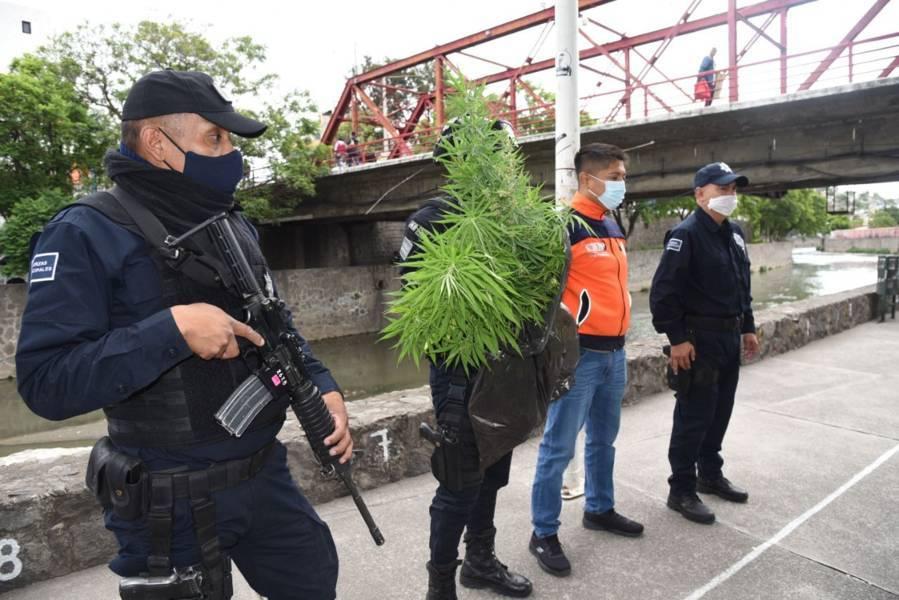 Asegura Policía de Tlaxcala Capital 20 plantas de cannabis sembradas en el Río Zahuapan