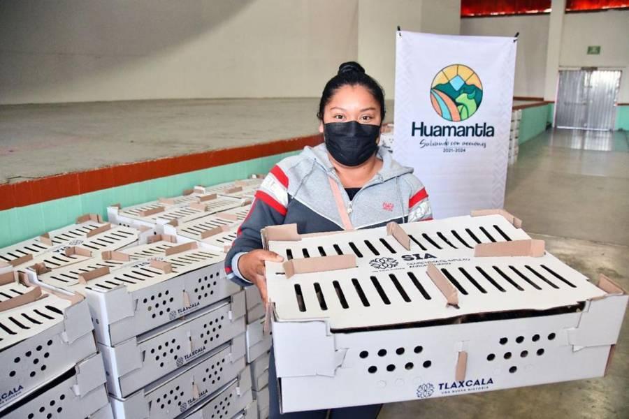 Se benefician más de 180 familias con la entrega de paquetes de aves de traspatio en Huamantla