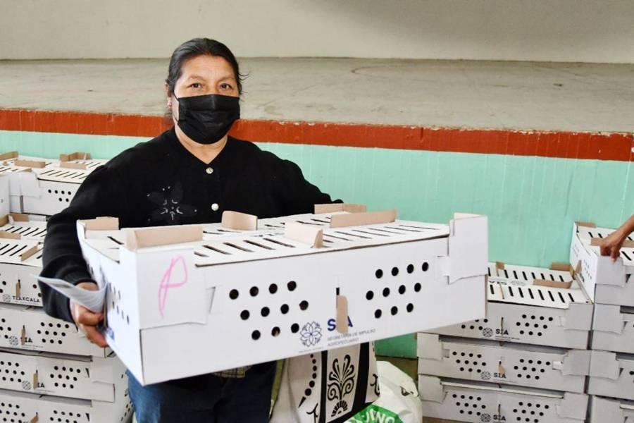 Se benefician más de 180 familias con la entrega de paquetes de aves de traspatio en Huamantla