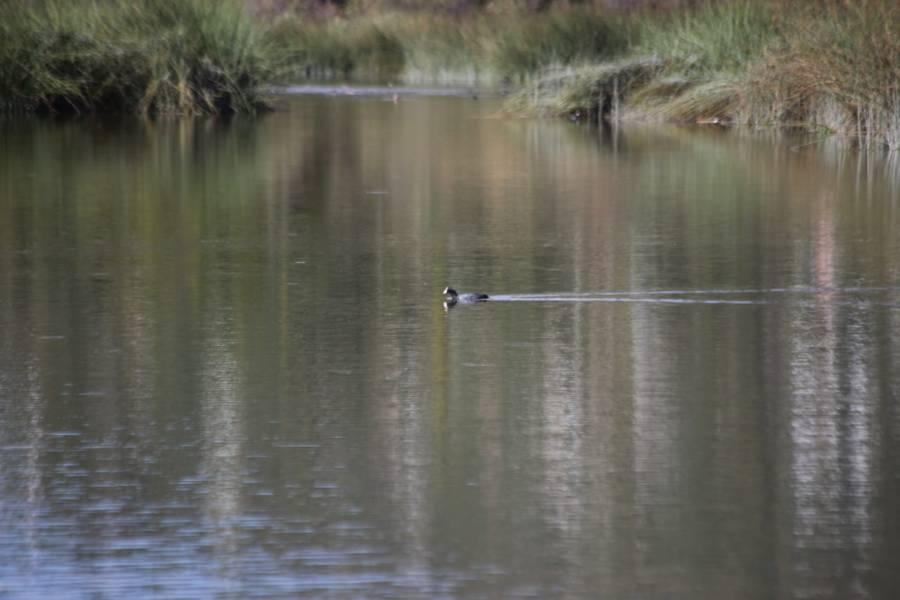 La presa "El Ojito" en Apizaquito