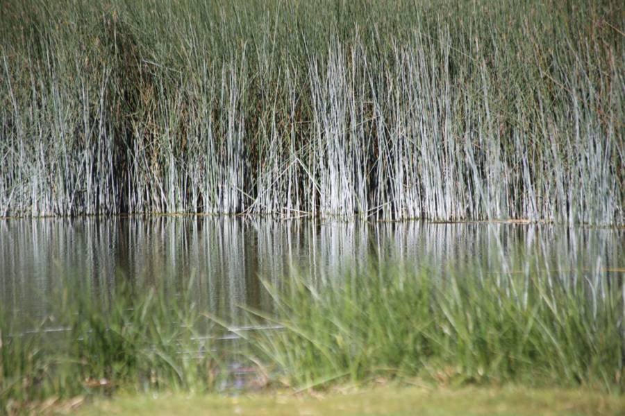 La presa "El Ojito" en Apizaquito