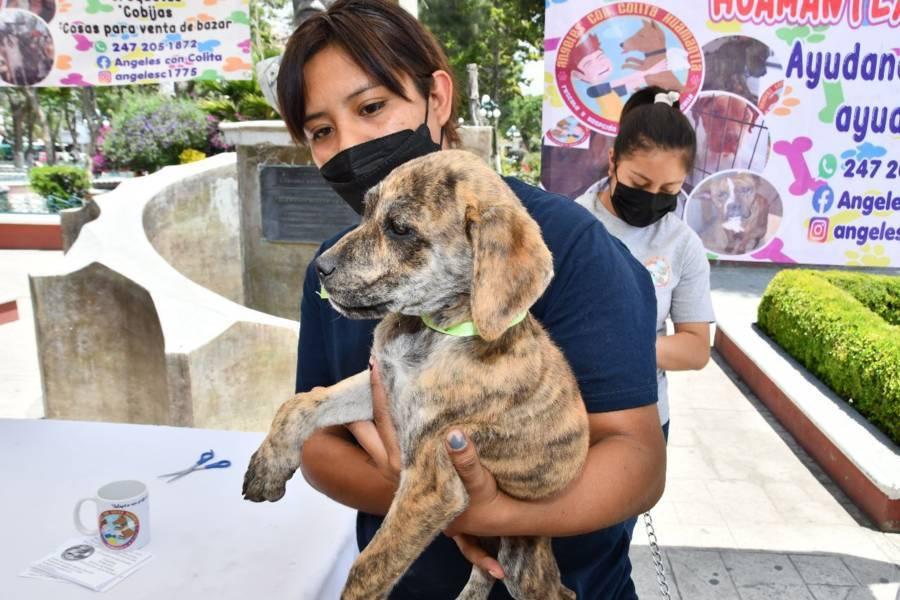 El gobierno de Huamantla mantiene acciones a favor del bienestar animal