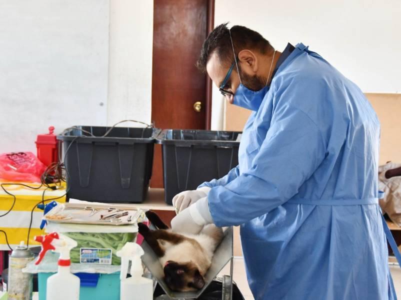 El gobierno de Huamantla mantiene acciones a favor del bienestar animal