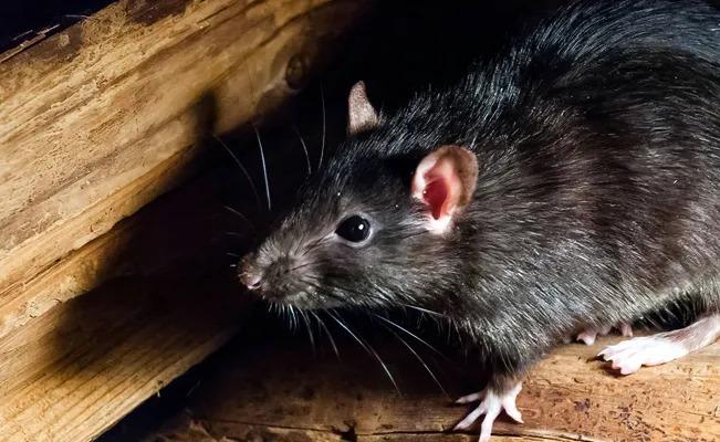 Mujer es atacada por una rata al intentar hablarle bonito