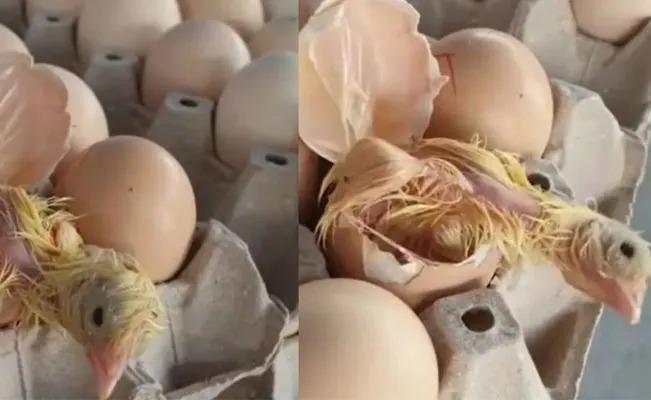 Descubren a pollito dentro de un cartón de huevo