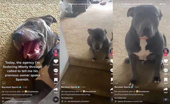 Una joven inglesa descubrió que su perro entiende el español en lugar del inglés