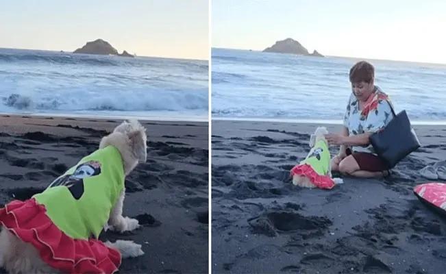 Perrita que estaba en fase terminal le dan el último adiós en la playa