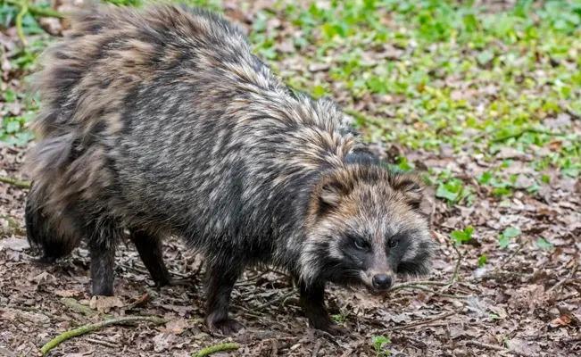 La OMS asegura que el perro mapache podría haber sido el origen del COVID