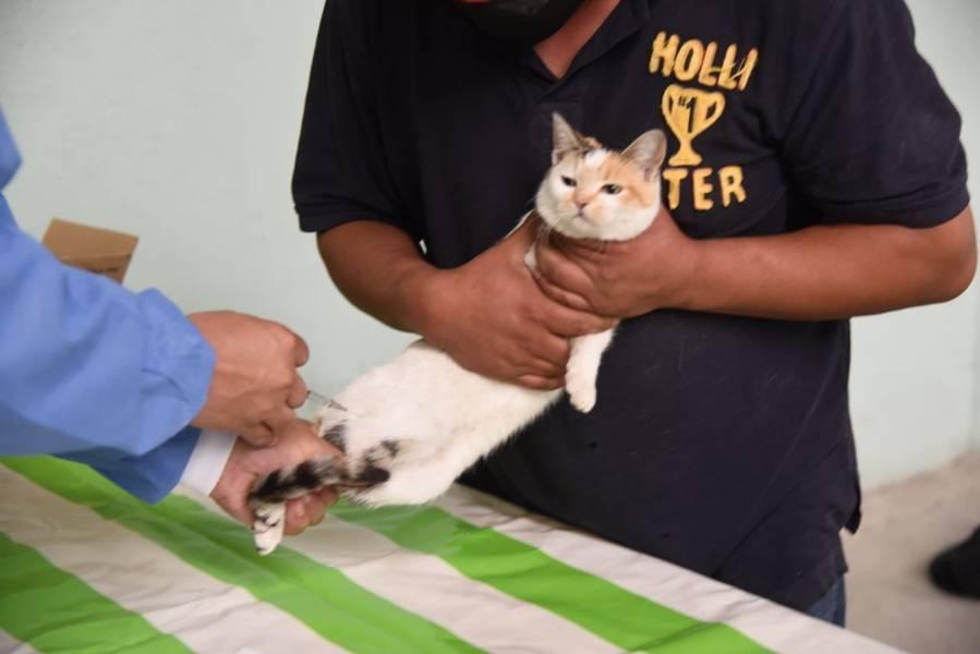 En Tlaxcala Capital se efectuará jornada de vacunación antirrábica canina y felina