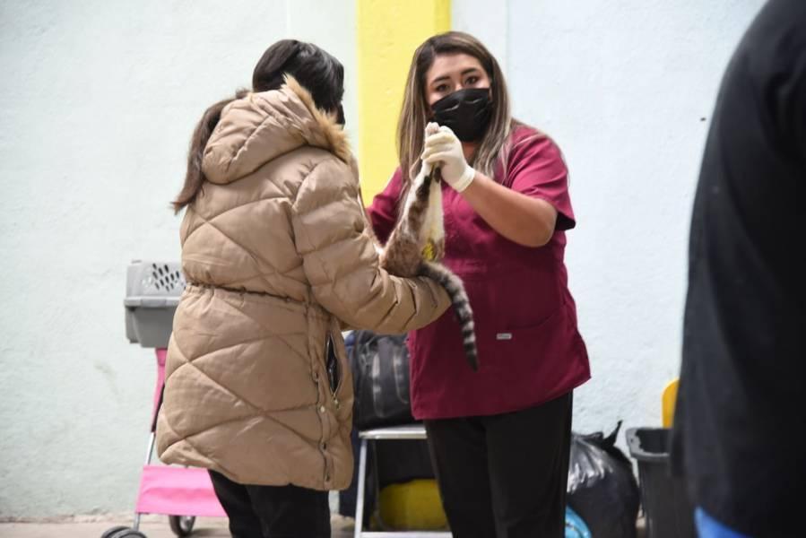 En Tlaxcala Capital se efectuará jornada de vacunación antirrábica canina y felina