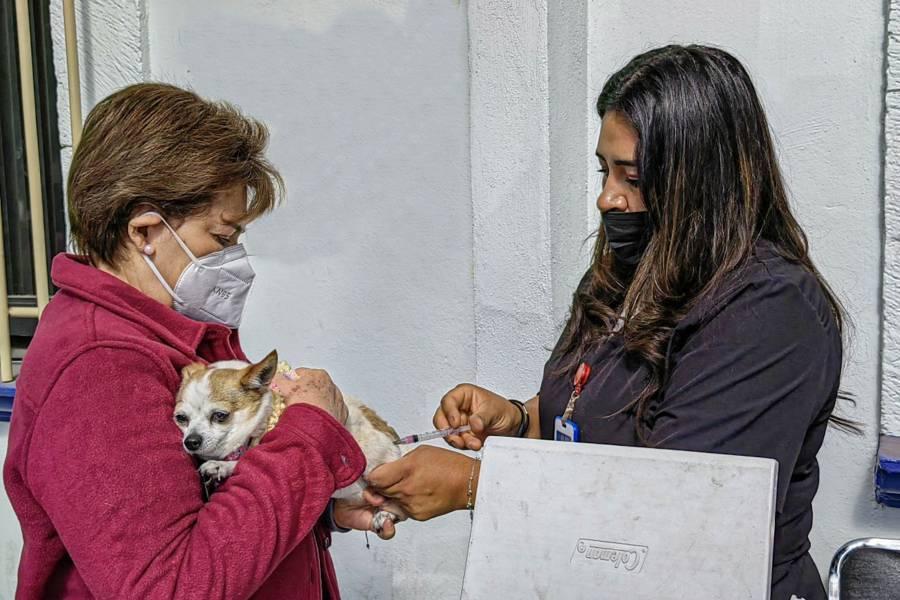 Tendrá Huamantla jornada de vacunación antirrábica canina y felina