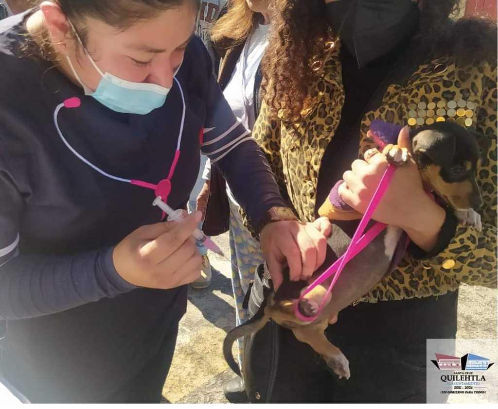 En Quilehtla prevenimos la rabia vacunando a perros y gatos: Flores Grande