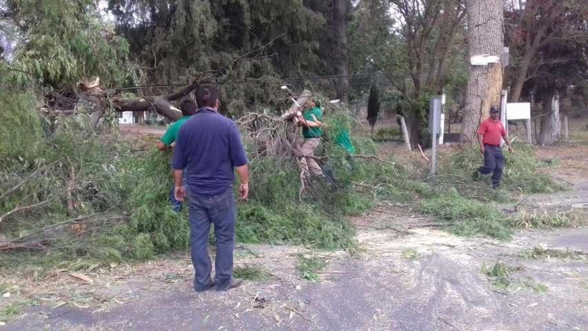 Unidad colectiva sale afectada por la caída de un árbol en Ixtacuixtla