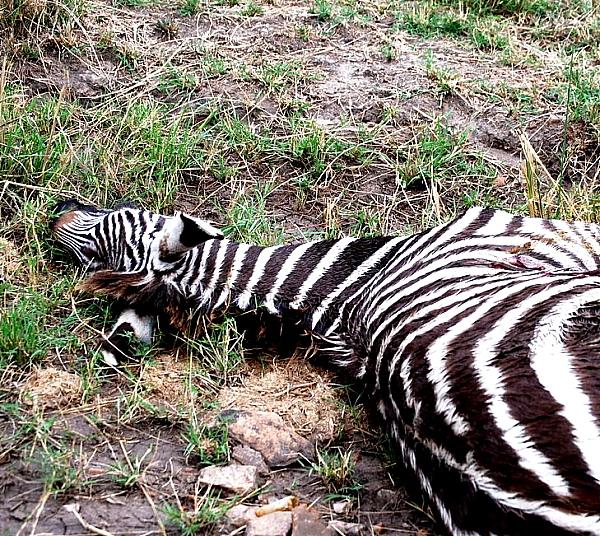Muerte de animales en el zoológico del Altiplano