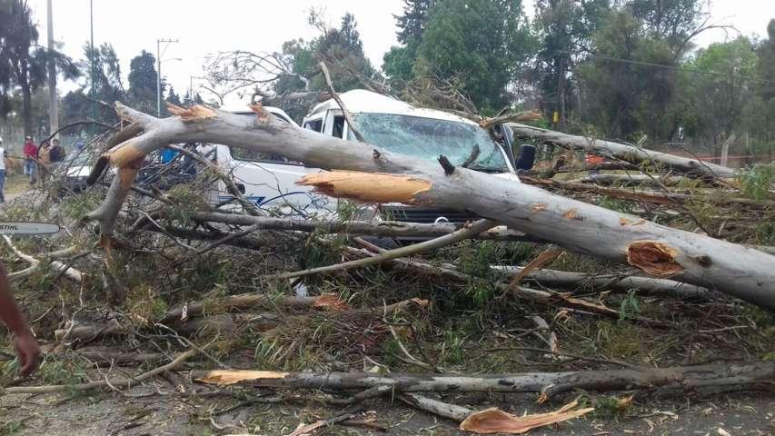 Unidad colectiva sale afectada por la caída de un árbol en Ixtacuixtla