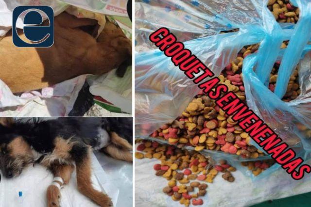 Donan croquetas envenenadas a un refugio canino de Huamantla