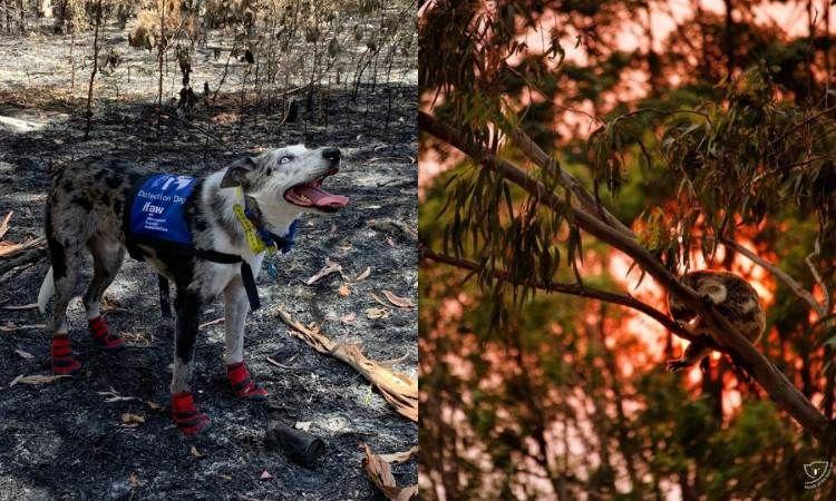 Él es Oso, el perro que ayuda a encontrar a koalas en el incendio de Australia