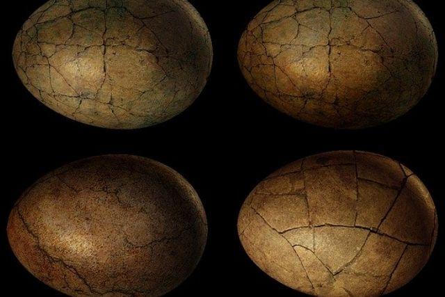 Ruso pone a la venta un huevo de dinosaurio con un embrión fosilizado en su interior