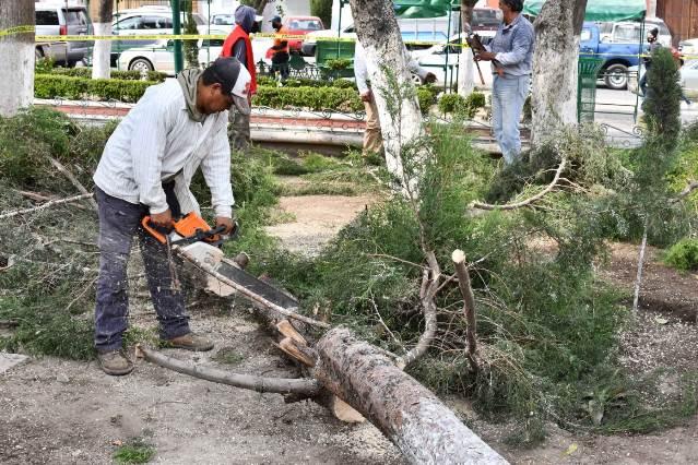 Descartan personas lesionadas tras caída de árboles en Huamantla