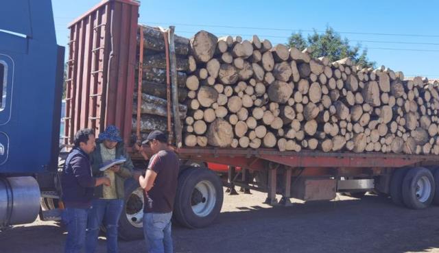Asegura Profepa dos camiones cargados de madera
