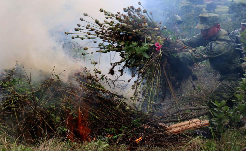 Ejército destruye plantío de amapola en Hueyotlipan; el primero en su tipo en Tlaxcala