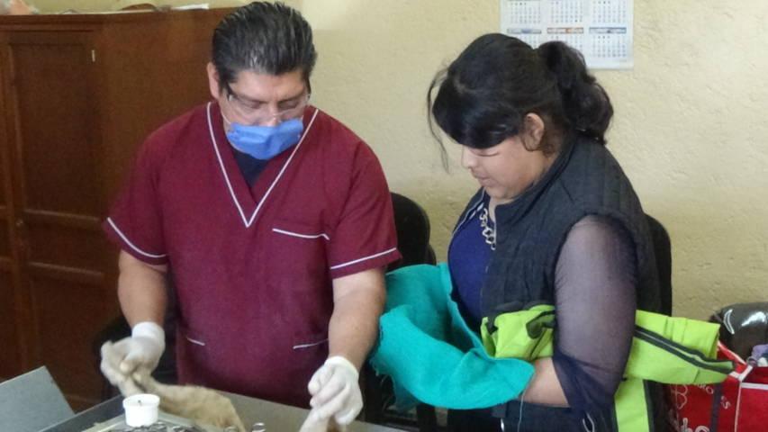 Ayuntamiento de SPM implemento jornada de esterilización canina y felina