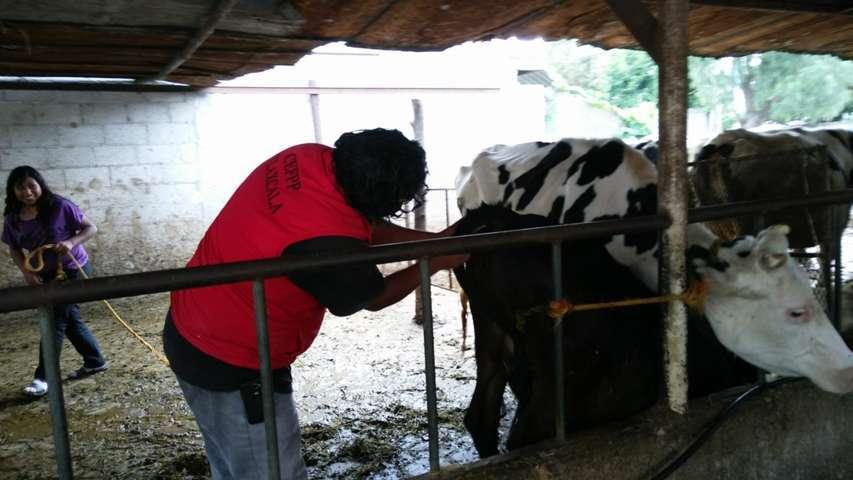 Ayuntamiento pone en marcha la campaña de tuberculosis bovina