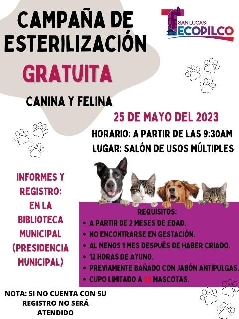 Anuncian campaña de esterilización de perros y gatos en Tecopilco 