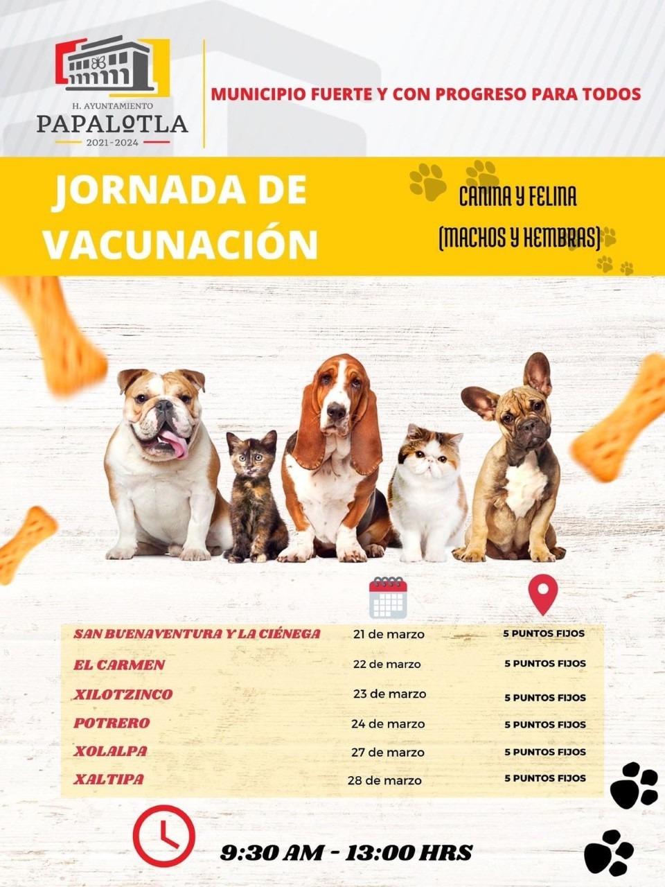 Redoblan vacunación antirrábica para perros y gatos en Papalotla 