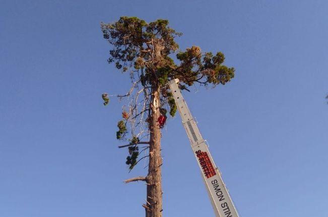 Inicia Ayuntamiento de Chiautempan con trabajos de mantenimiento y poda de árboles en Parque Hidalgo