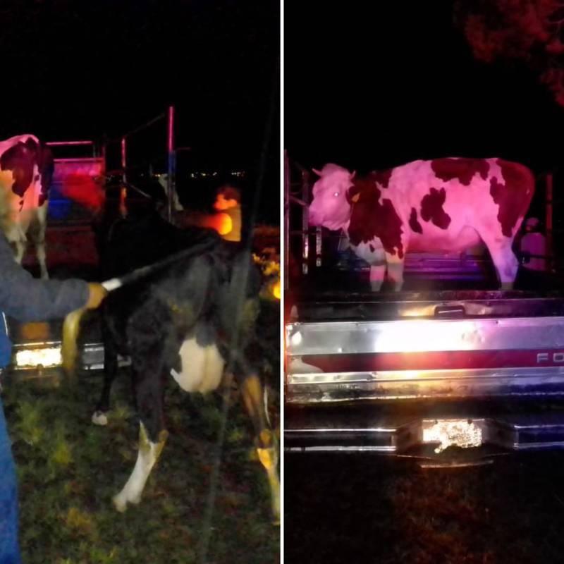 Frustra policía de Apizaco robo de ganado en Santa María Texcalac 