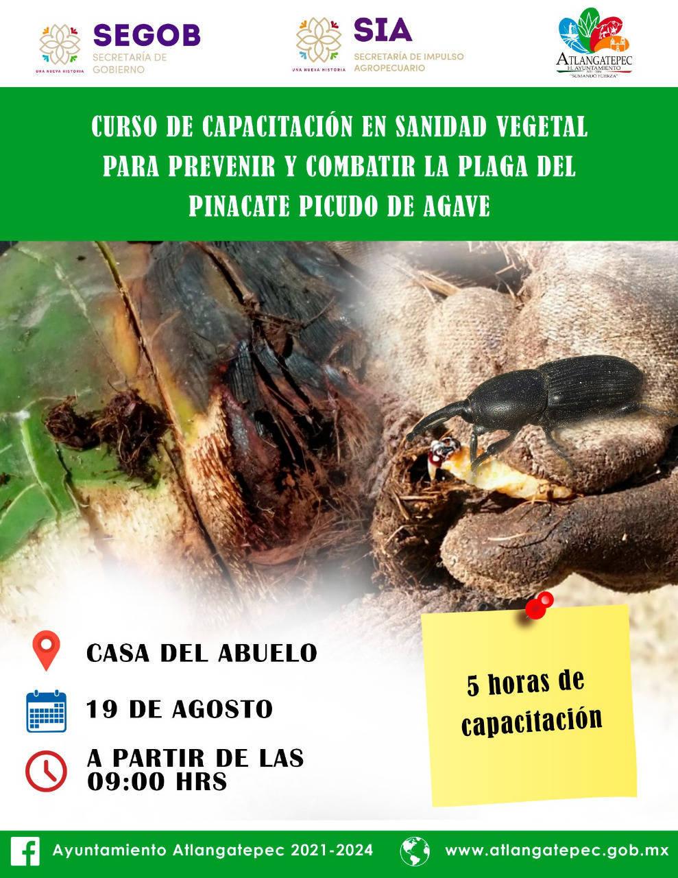 Abren curso en Atlangatepec para prevenir la plaga del pinacate picudo