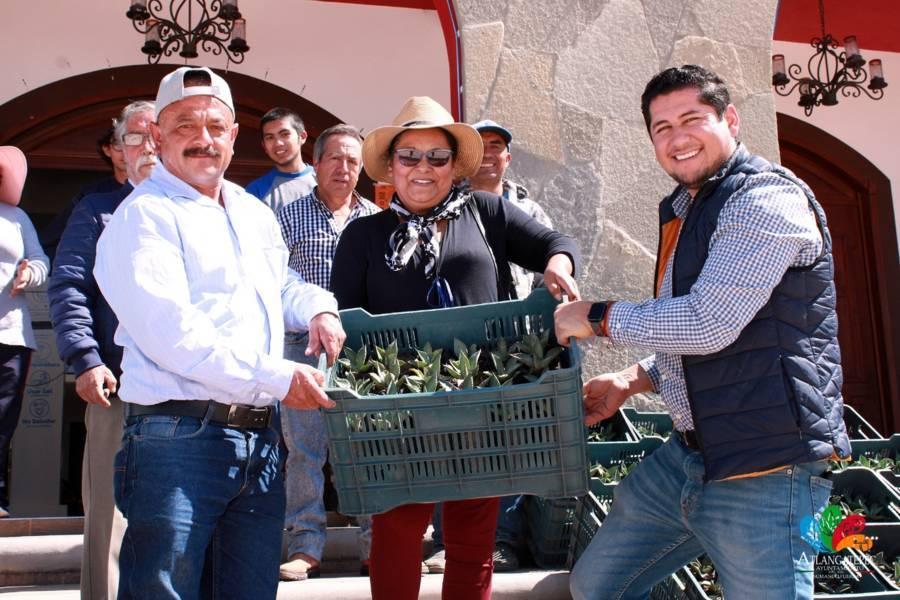 Alcalde de Atlangatepec entrega mil 450 plantas de maguey