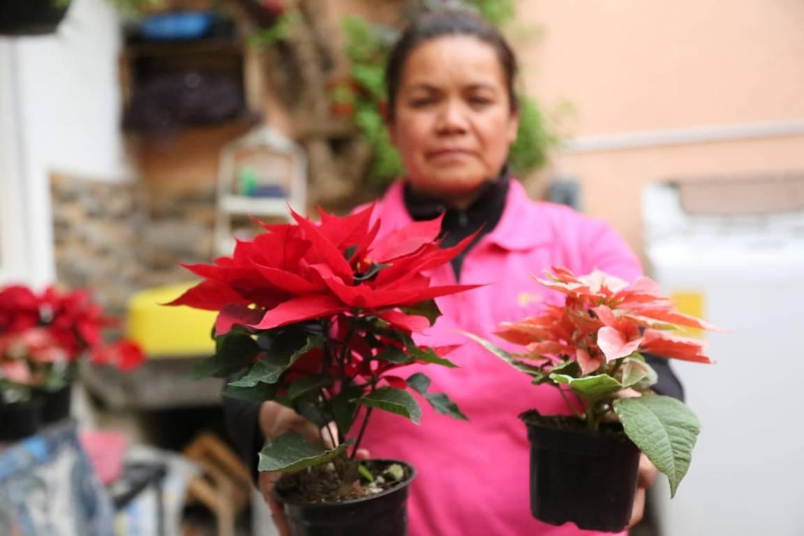 Para esta Navidad "flores de noche buena" en Xaloztoc 