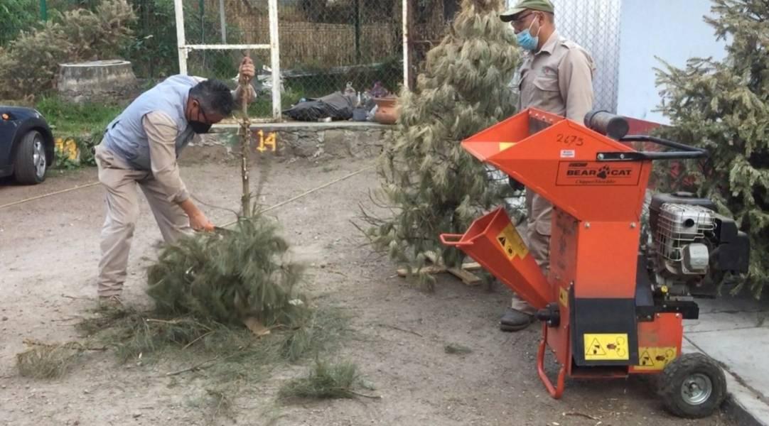Invita la secretaría de medio ambiente a reciclar los árboles de navidad