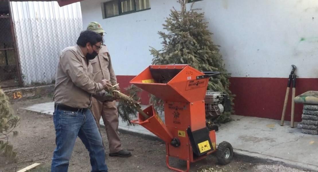 Invita la secretaría de medio ambiente a reciclar los árboles de navidad