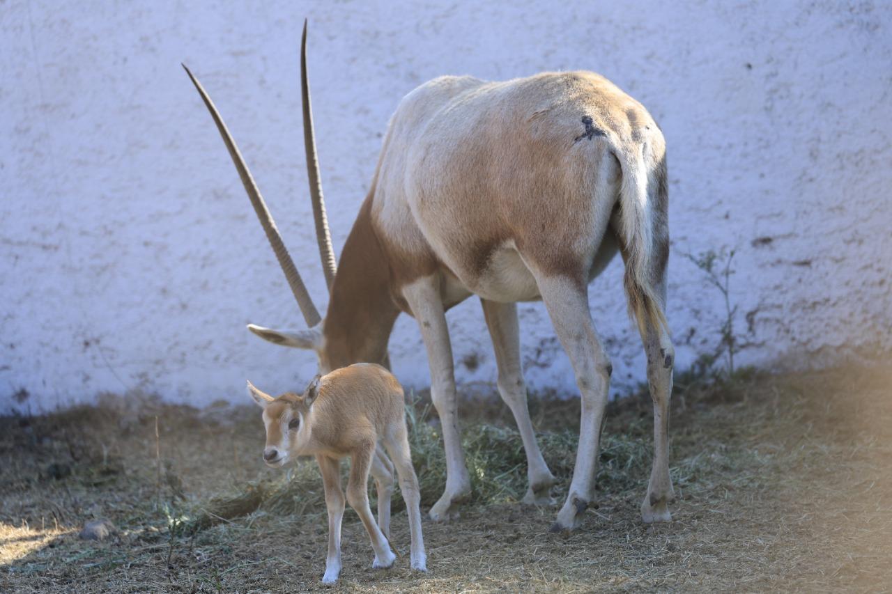 Nace Un Orix Cimitarra en el Zoológico del Altiplano de Tlaxcala