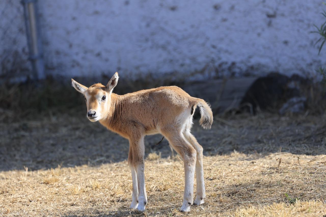 Nace Un Orix Cimitarra en el Zoológico del Altiplano de Tlaxcala