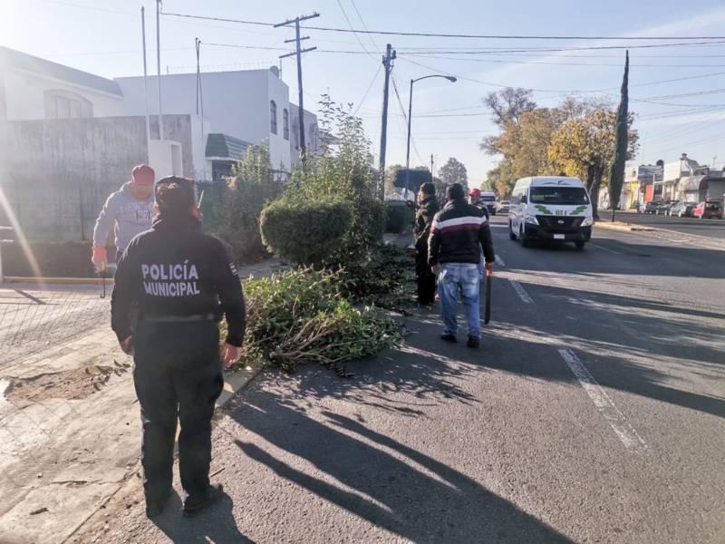Para prevenir la delincuencia, autoridades de Apetatitlán podan árboles 