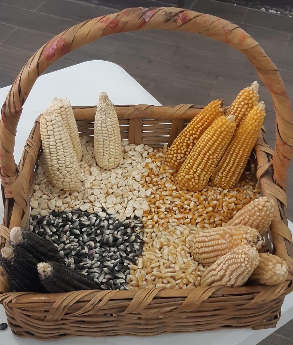 Logró SIA aumento de producción de maíz con plan de manejo de agricultura orgánica en 2022