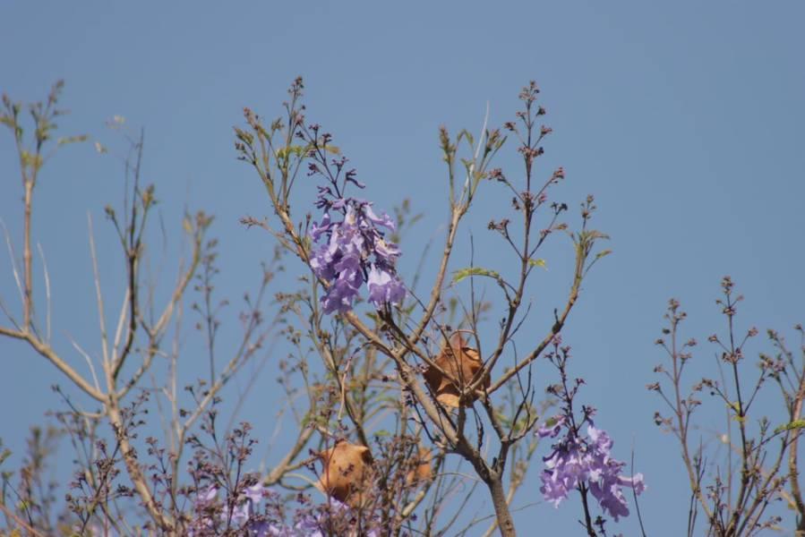 Empiezan las primeras jacarandas a florecer en Tlaxcala