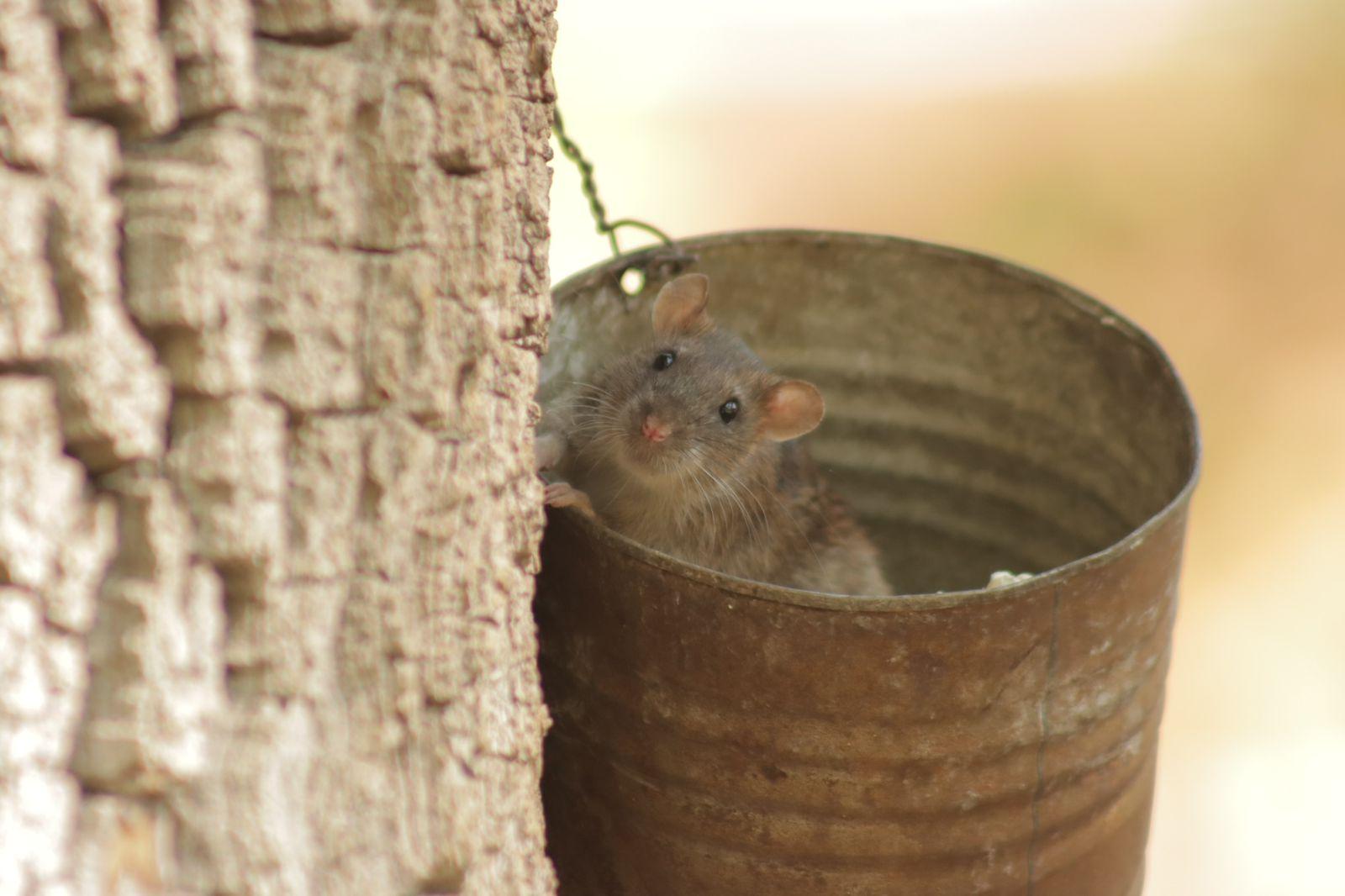 Ratas trepan árboles en busca de comida en el parque de Tlaxcala 