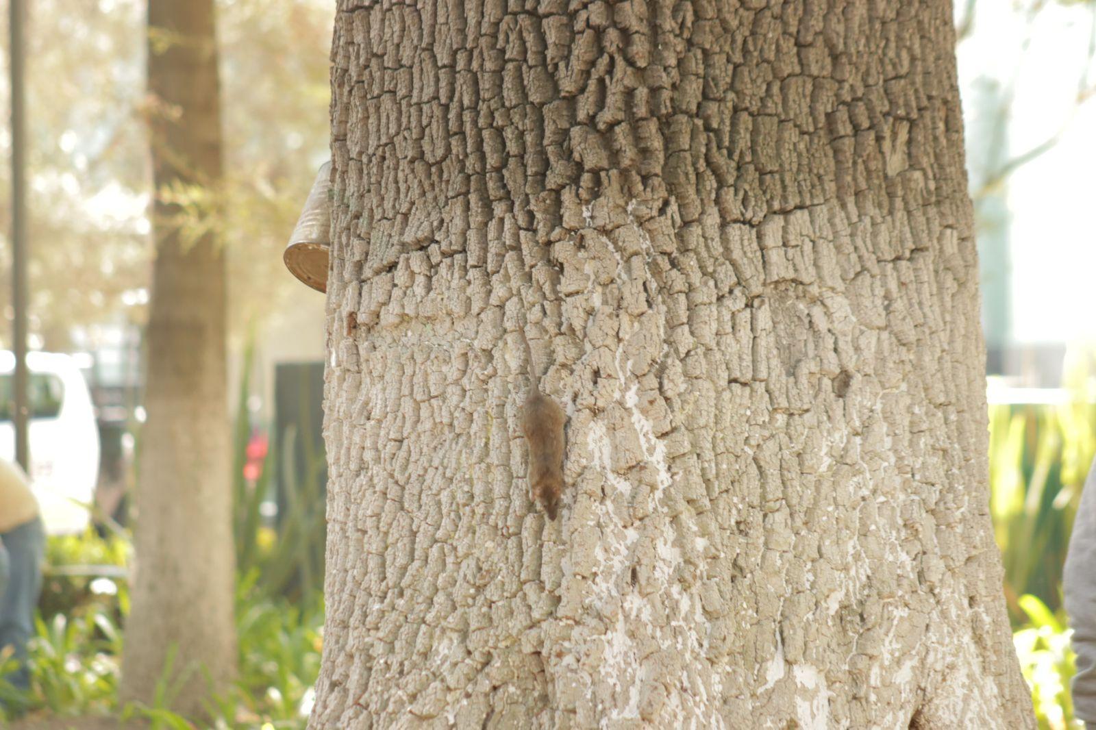 Ratas trepan árboles en busca de comida en el parque de Tlaxcala 