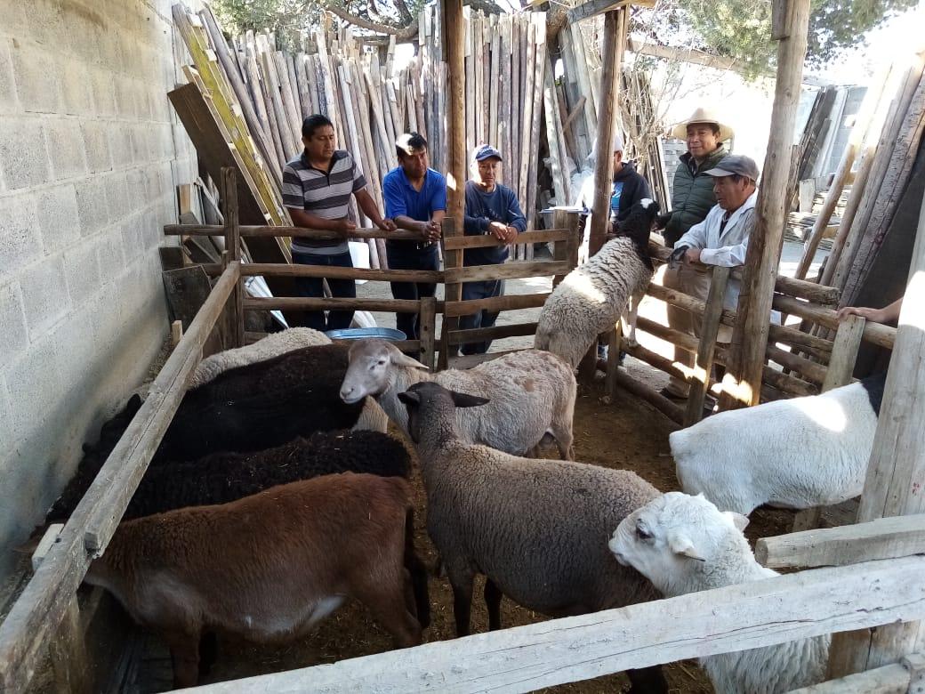 Con seis programas impulsa gobierno del estado el desarrollo rural en Tlaxcala