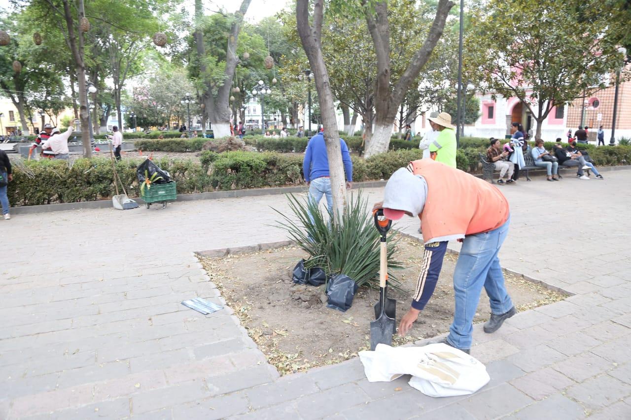 Retiran plantas del parque capitalino