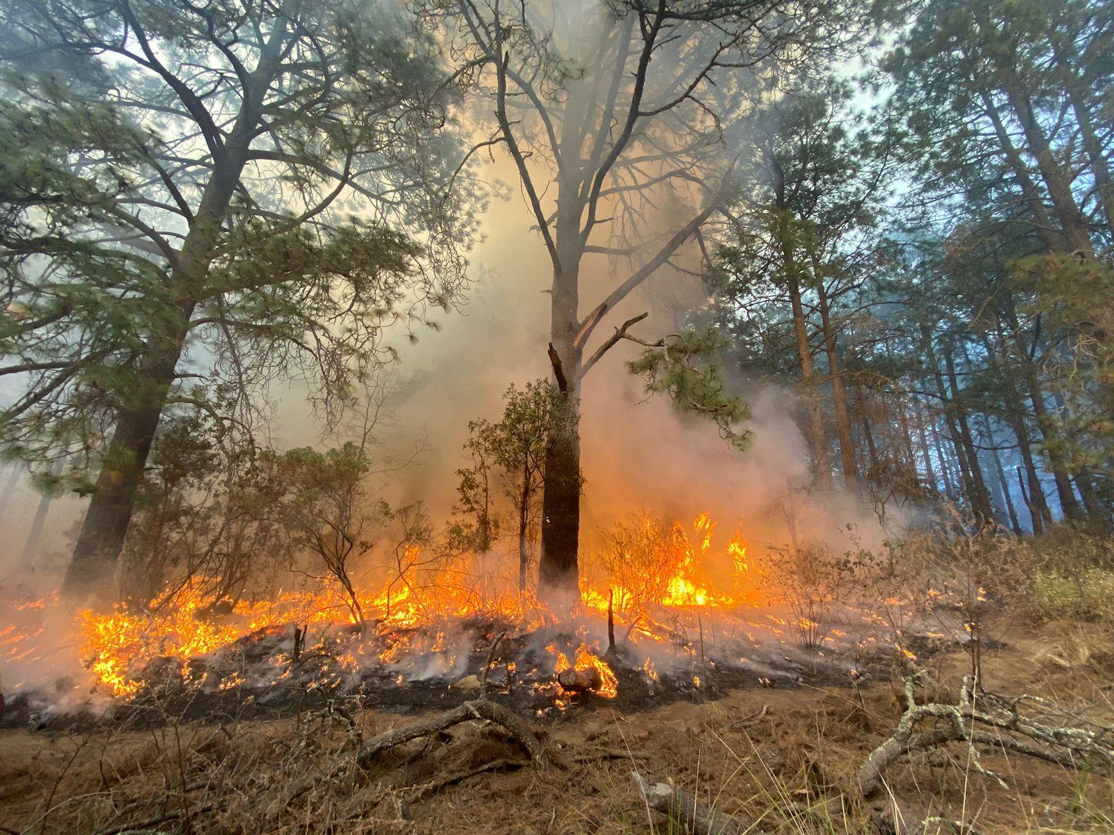 Incendio forestal en Chiautempan afectó 84 hectáreas